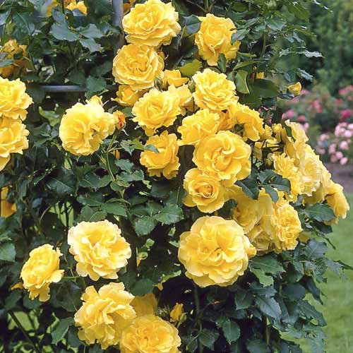 Ruža lezecká Lucia obrázok 1 artikel 6252