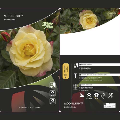 Ruža lezecká Moonlight ®, С5 obrázok 3 artikel 6181