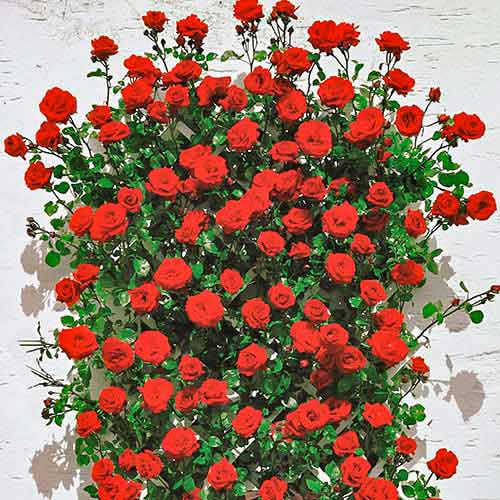 Ruža lezecká Mushimara, root ball obrázok 1 artikel 2171