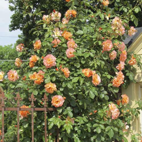 Ruža lezecká Orange Climbing obrázok 1 artikel 6253