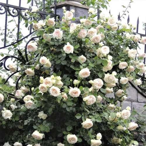 Ruža lezecká Palais Royal obrázok 1 artikel 6254