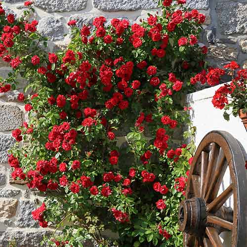 Ruža lezecká Paul's Scarlet, root ball obrázok 1 artikel 2176