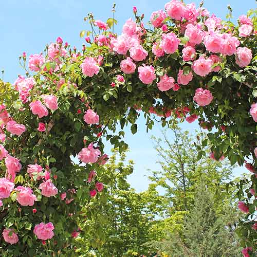 Ruža lezecká Pink, root ball obrázok 1 artikel 2180