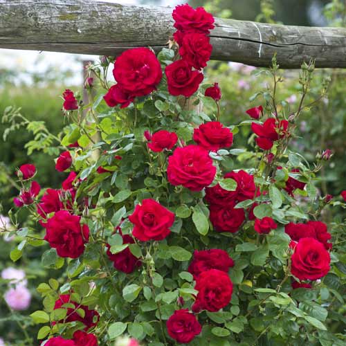 Ruža lezecká Red Rodin obrázok 1 artikel 6255