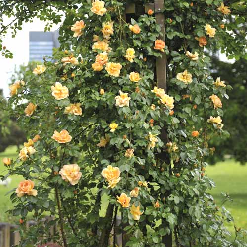 Ruža lezecká Redova ®, С5 obrázok 1 artikel 6182