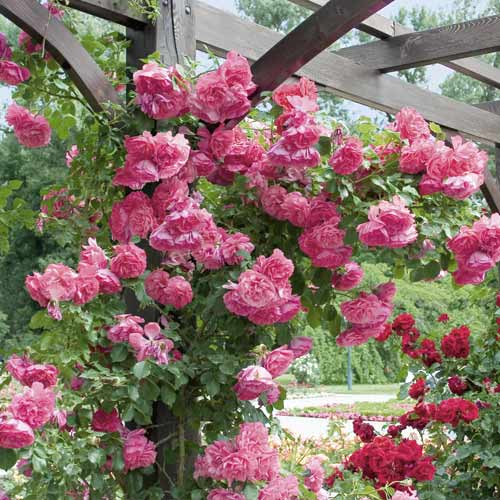 Ruža lezecká Rosarium Uetersen obrázok 1 artikel 6256