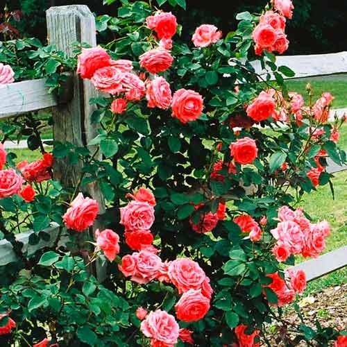 Ruža lezecká Salmon obrázok 1 artikel 5891