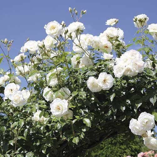 Ruža lezecká Schneewalzer obrázok 1 artikel 6257