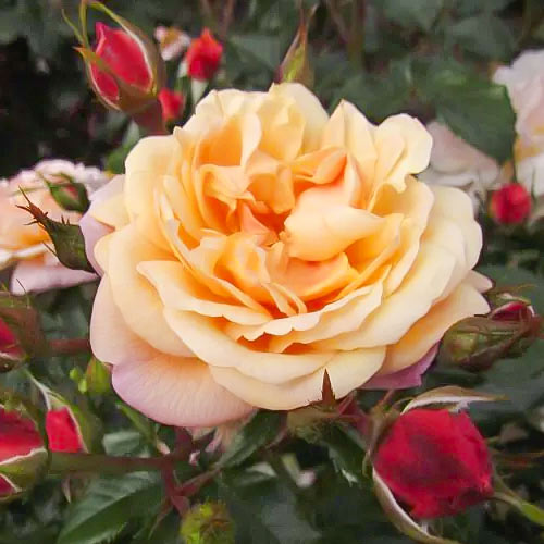 Ruža lezecká Susie ®, С5 artikel fotografia 2 Ruža lezecká Susie ®, С5 obrázok 2 artikel 6183