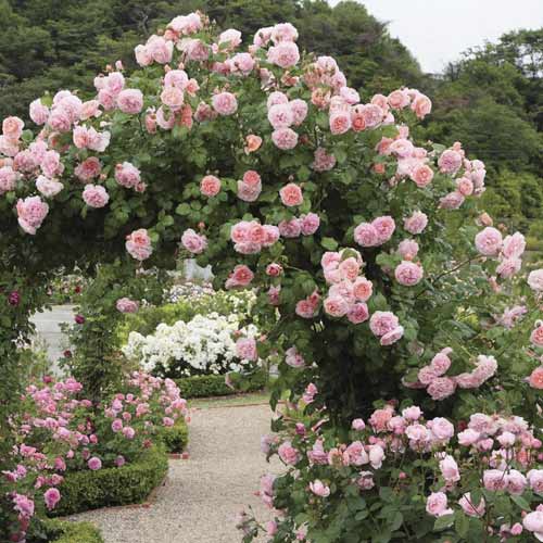 Ruža lezecká Valeria obrázok 1 artikel 6258