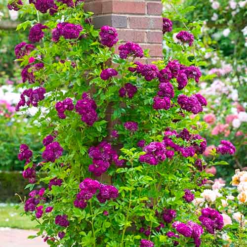 Ruža lezecká Violet obrázok 1 artikel 5894