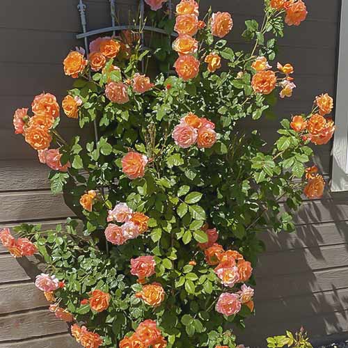 Ruža lezecká Westerland obrázok 1 artikel 6259