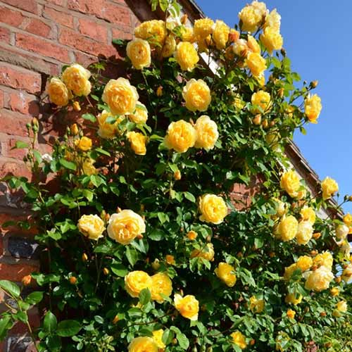 Ruža lezecká Yellow, C3 artikel fotografia 1 Ruža lezecká Yellow, C3 obrázok 1 artikel 3642