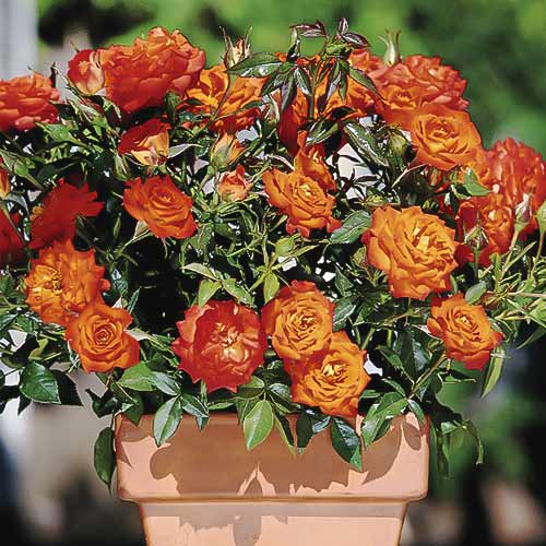 Ruža mini Orange Jewel obrázok 1 artikel 6261