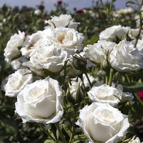 Ruža mini Sсhnee Princess obrázok 1 artikel 6264