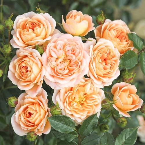 Ruža mini Sweet Dream obrázok 1 artikel 6262