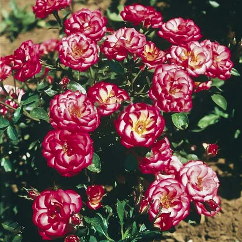 Ruža mini Sweet Symphony obrázok 1 artikel 6263