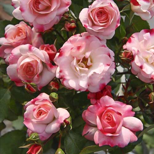 Ruža mini Triple Treat obrázok 1 artikel 6265