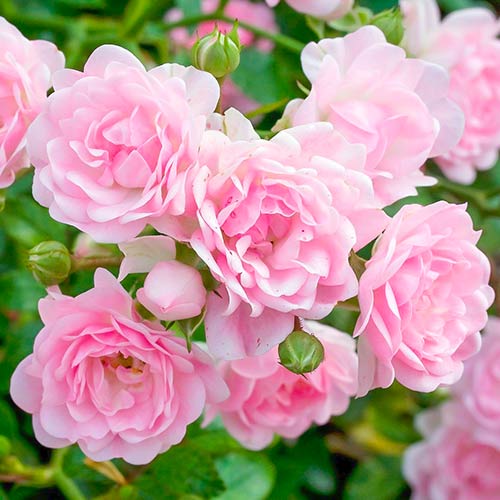 Ruža The Fairy obrázok 1 artikel 5010