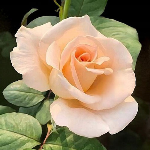 Ruža veľkokvetá Casanova, root ball obrázok 1 artikel 2120