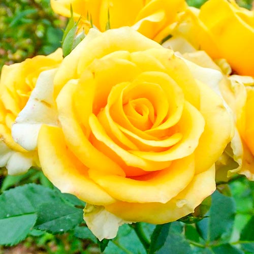 Ruža veľkokvetá Old Gold obrázok 1 artikel 3666