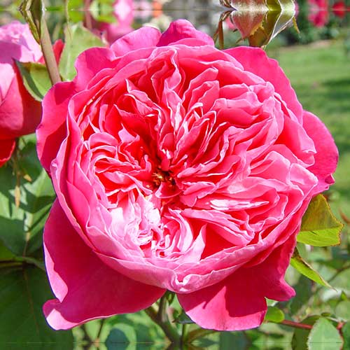 Ruža veľkokvetá Accademia® obrázok 1 artikel 5547