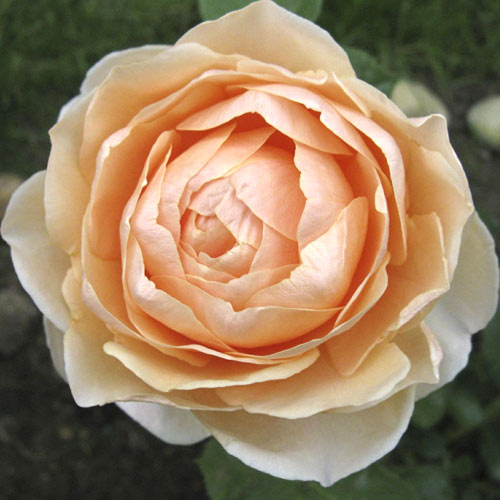 Ruža veľkokvetá Anna Fendi®, C5 obrázok 1 artikel 5548