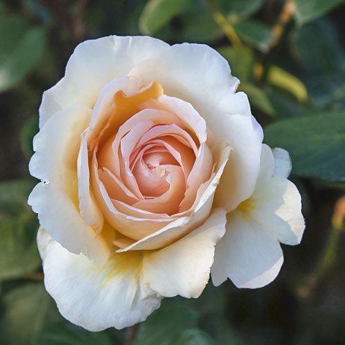 Ruža veľkokvetá Anna Fendi®, C5 obrázok 2 artikel 5548