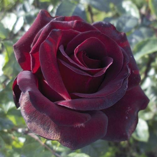 Ruža veľkokvetá Black Madonna obrázok 1 artikel 6222