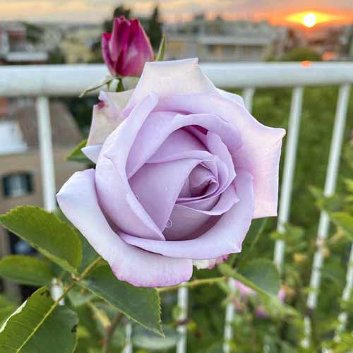 Ruža veľkokvetá Blue Monday®, C5 obrázok 2 artikel 5528