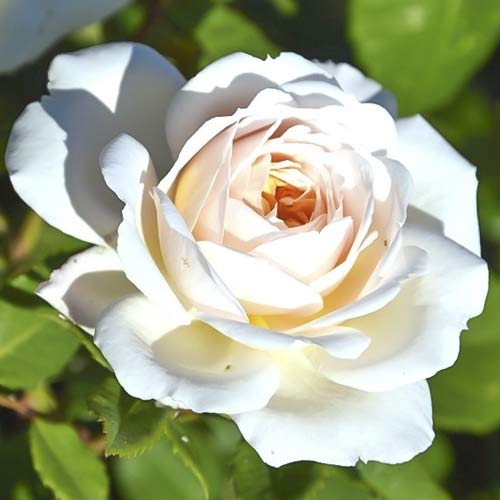 Ruža veľkokvetá Brilliance obrázok 1 artikel 6223