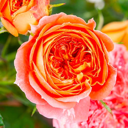 Ruža veľkokvetá Carmen artikel fotografia 1 Ruža veľkokvetá Carmen obrázok 1 artikel 5520