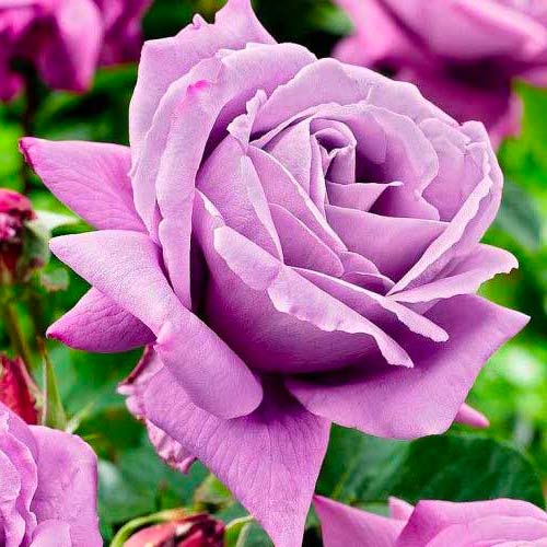 Ruža veľkokvetá Charley obrázok 1 artikel 3657