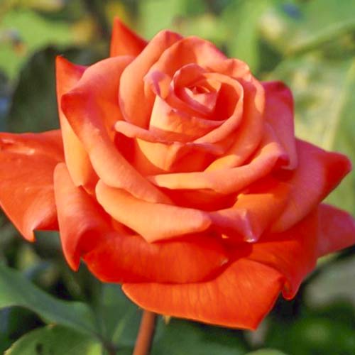 Ruža veľkokvetá Christoph Columbus artikel fotografia 1 Ruža veľkokvetá Christoph Columbus obrázok 1 artikel 6224