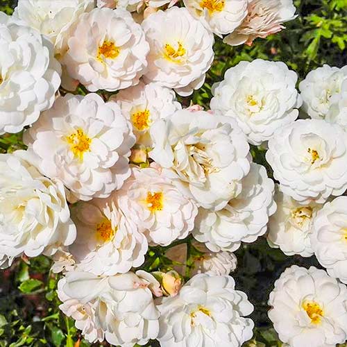 Ruža veľkokvetá Cometa obrázok 1 artikel 5701