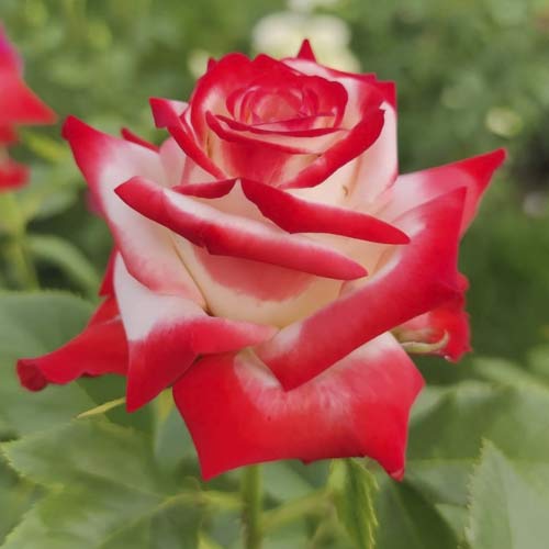 Ruža veľkokvetá Empress Farah obrázok 1 artikel 6226