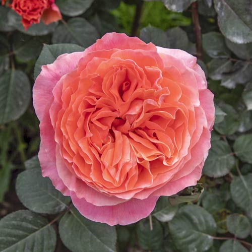 Ruža veľkokvetá Etrusca®, C5 obrázok 1 artikel 5550