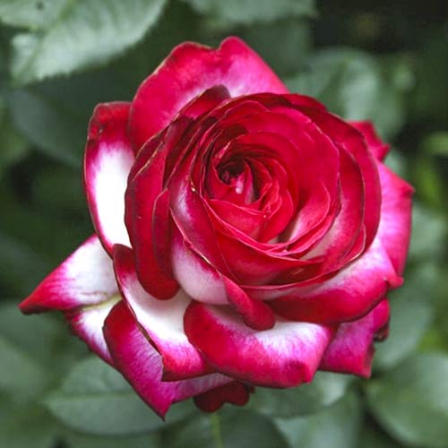 Ruža veľkokvetá Fair Lady obrázok 1 artikel 6227