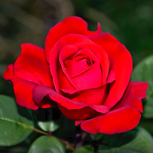 Ruža veľkokvetá Fulgurante, root ball artikel fotografia 1 Ruža veľkokvetá Fulgurante, root ball obrázok 1 artikel 6133