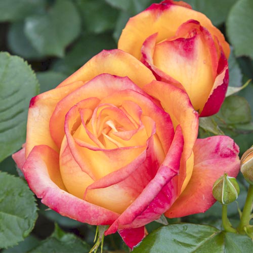 Ruža veľkokvetá Girandola®, C5 obrázok 2 artikel 6152