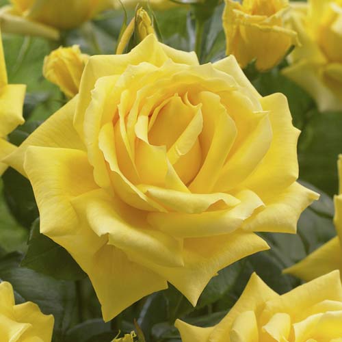 Ruža veľkokvetá Golden Parfum de Provence obrázok 1 artikel 6229