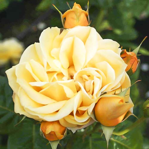 Ruža veľkokvetá Gracious Queen obrázok 1 artikel 6230