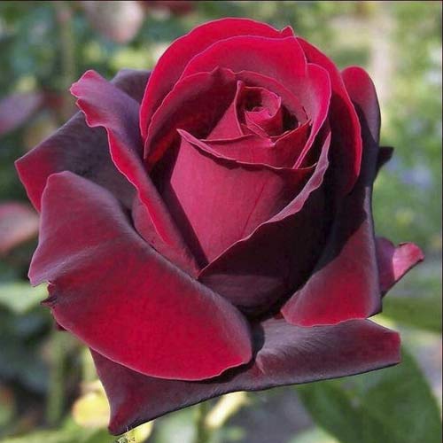 Ruža veľkokvetá Grand Gala obrázok 1 artikel 6231