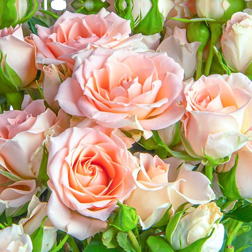 Ruža veľkokvetá Grazia obrázok 1 artikel 5524