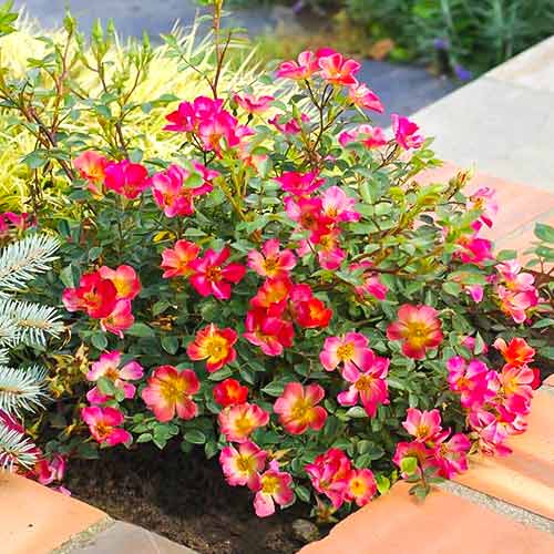 Ruža veľkokvetá Happy Chappy®, C5 obrázok 1 artikel 5543