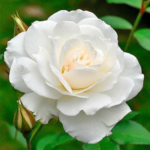 Ruža veľkokvetá Helga obrázok 1 artikel 5014