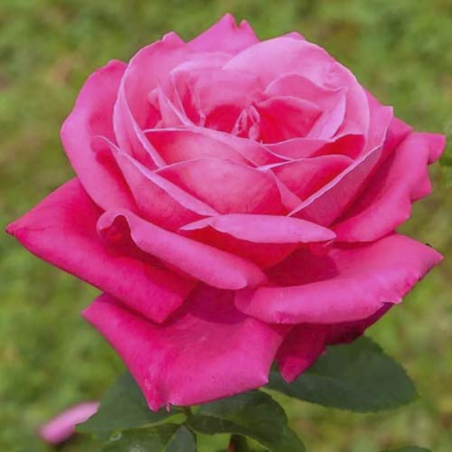 Ruža veľkokvetá Jacaranda obrázok 1 artikel 6232