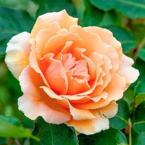 Ruža veľkokvetá Just Joey obrázok 1 artikel 5531