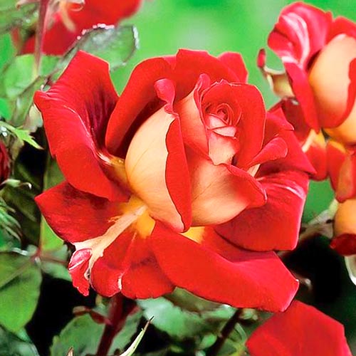 Ruža veľkokvetá Kronenburg, root ball obrázok 1 artikel 6233