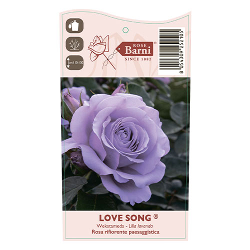 Ruža floribunda Love Song®, C5 obrázok 5 artikel 5545